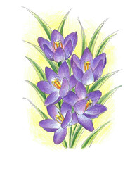 Crocus purple painted with colored pencils hand drawing on a white background