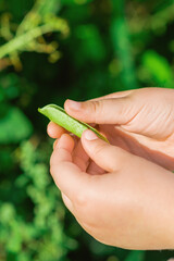 Open pod of pea in hands of a child in the garden in summer.