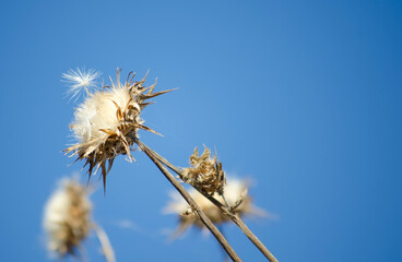 Dry wild plants and flowers close-up. Brown dried flowers with white fluffy cores against blue sky. Selective focus. Copy space. Place for text.
