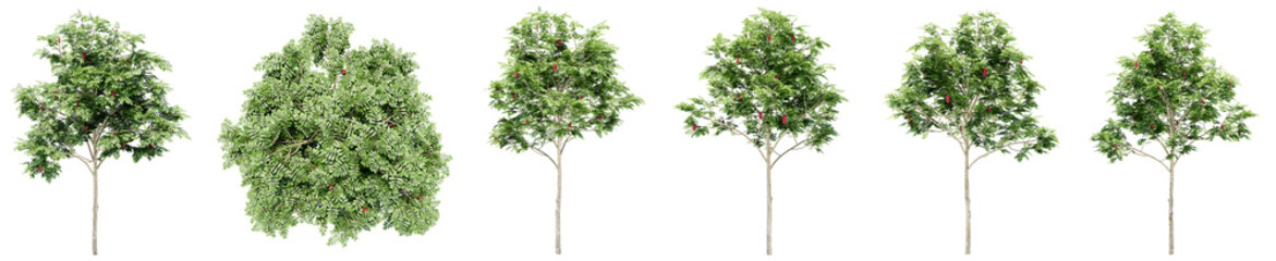 Set or collection of green rowan trees isolated on white background. Concept or conceptual 3d illustration for nature, ecology and conservation, strength and endurance, force and life