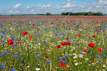 Blumenwiese im Sommer 