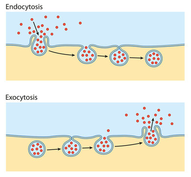 Endocytosis, exocytosis. The cell transports proteins into the cell