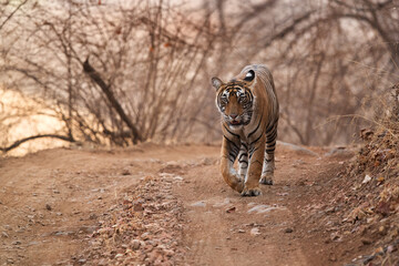 Fototapeta premium Tigress Noor cubs royal walk, Ranthambore Tiger reserve