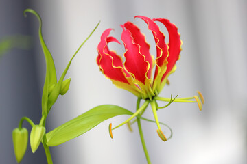 Gloriosa Superba or Climbing Lily is a climber with spectacular red and yellow flowers