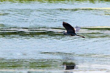 great blue heron in flight