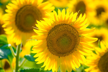 Obraz premium field of blooming sunflowers. Sunflower natural background. Sunflower blossoming close-up. Sunny summer day. Farming, harvesting concept. Selective focus image.