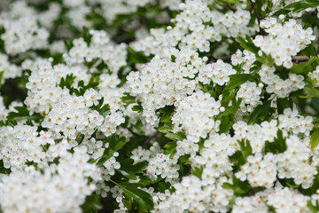 Flowering hawthorn in spring.