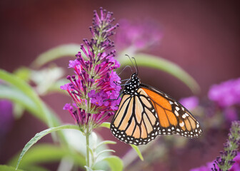 Obraz premium A monarch butterfly feeds on some butterflybush at Colonel Samuel Smith Park in Toronto, Ontario.