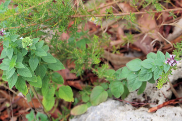 Native Mint (Mentha australis) in flower, South Australia