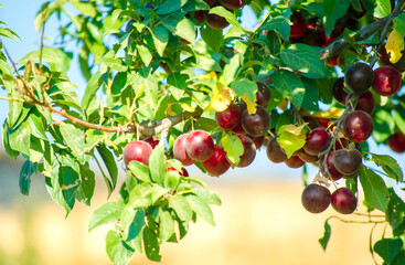 Juicy red plums close-up. Bright purple plums on tree. Fruit tree with green leaves and fruits. Veggie berries concept, colorful summer background.