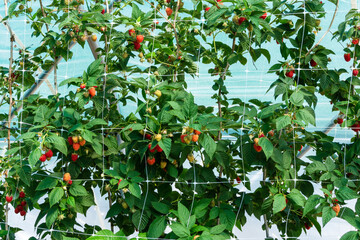 Himbeeranbau im Gewächshaus