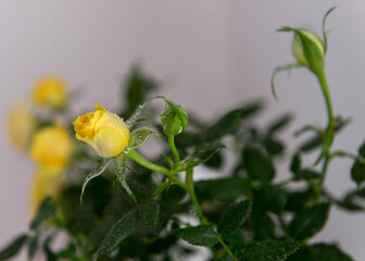 Yellow little roses in drops of water.