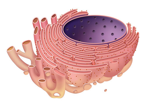 Эндоплазматическая сеть расположение в клетке Endoplasmic Изображения: просматривайте стоковые фотографии, векторные изображен