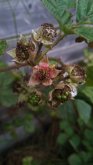 Close-up of green lawn with wildflowers on a cloudy rainy day.  Fence background.