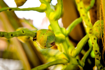 close up of a green coconut
