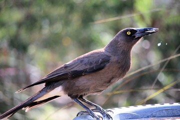 Grey Currawong (Strepera versicolor) drinking at birdbath, South Australia