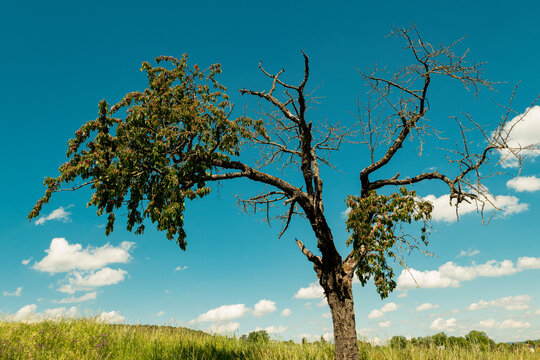 dying tree alone on the meadow in front of a blue sky