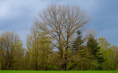 Bifurcated lonely tree without leaves at the edge of the forest in spring.