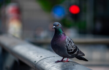 A gray dove sits on the black railing of the bridge.