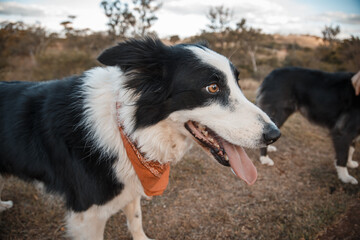 border collie dogs walking and playing in the park