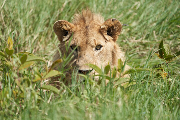 Fototapeta na wymiar A Young Lion in the morning sun of Ngorongoro crater Serengeti