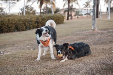 border collie dogs walking and playing in the park
