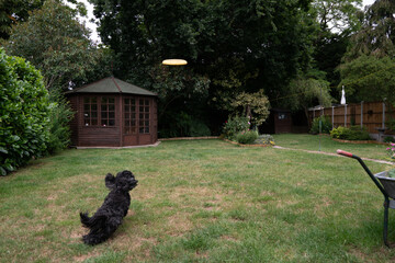 dog playing frisbee