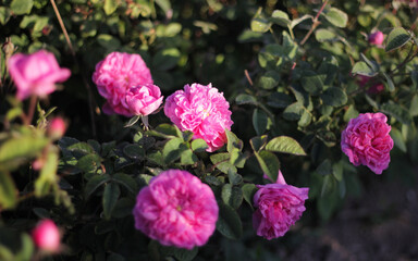 pink Rose, essential oil rose