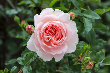 englische Strauchrose in Apricot Wildeve Makro