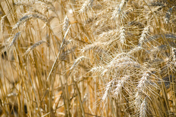 Beautiful landscape. Wheat field. Close up. Haystacks. Sunny summer day. Hay bales. Stubble field.  Big yellow field after harvesting. Selective focus.