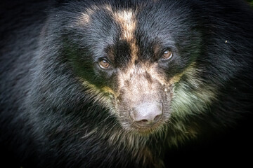 a fine art portrait of a spectacled bear