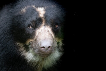 a fine art portrait of a spectacled bear