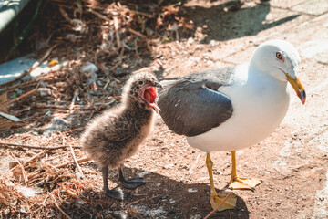 ウミネコ親鳥とヒナ