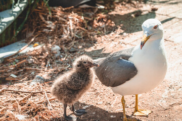 ウミネコ親鳥とヒナ