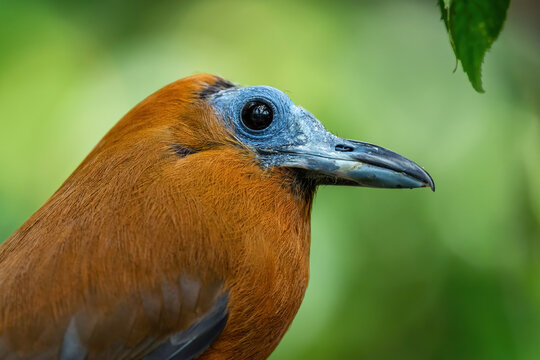 Capuchinbird - Perissocephalus tricolor, beautiful special bird from South American forests, Amazon, Brazil.