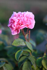 pink rose in garden