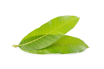 mango leaf Isolated on white background.