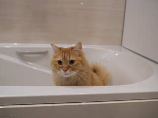 お風呂で遊ぶ猫のマンチカン