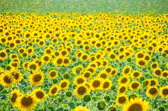 field of blooming sunflowers. Sunflower natural background. Sunflower blossoming close-up. Sunny summer day. Farming, harvesting concept. Selective focus image.