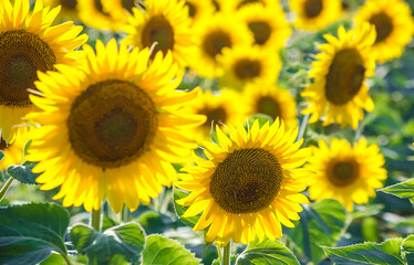 Obraz premium field of blooming sunflowers. Sunflower natural background. Sunflower blossoming close-up. Sunny summer day. Farming, harvesting concept. Selective focus image.