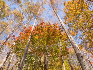 Loking up at the trees stretching up into the blue sky in autumn at Mt.Kobushigatake, Japan