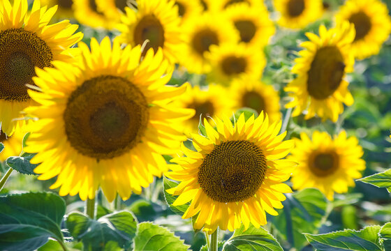 field of blooming sunflowers. Sunflower natural background. Sunflower blossoming close-up. Sunny summer day. Farming, harvesting concept. Selective focus image.