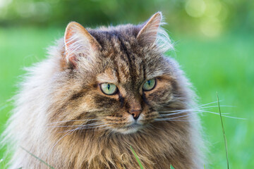 Naklejka na ściany i meble Siberian cat in relax in a garden, hypoallergenic pet of livestock
