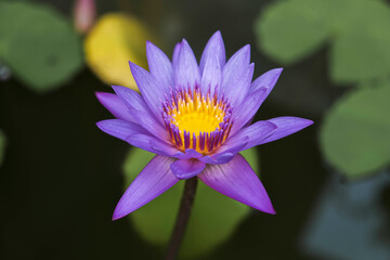 fresh beautiful lotus flower background 