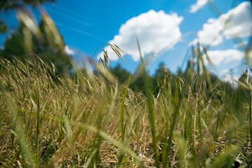 Grass against the sky in vintage style. View from below.