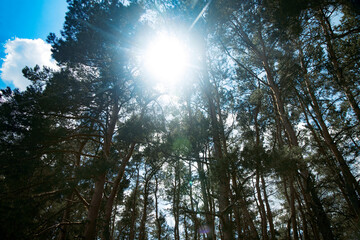 The sun shines through the crowns of trees and creates rays.