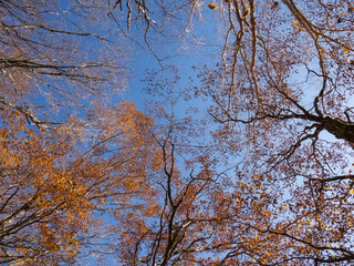 Loking up at the Various trees stretching up into the blue sky in autumn at Mt.Kobushigatake, Japan