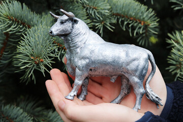 child holds in his hands a white metal bull - symbol 2021