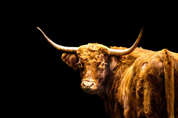 Scottish Highland cow lit by sun light