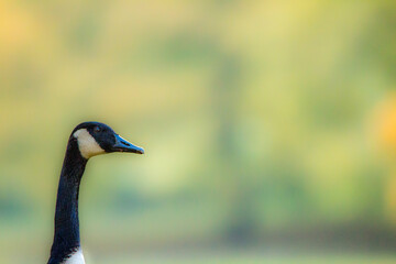 portrait of a wild goose